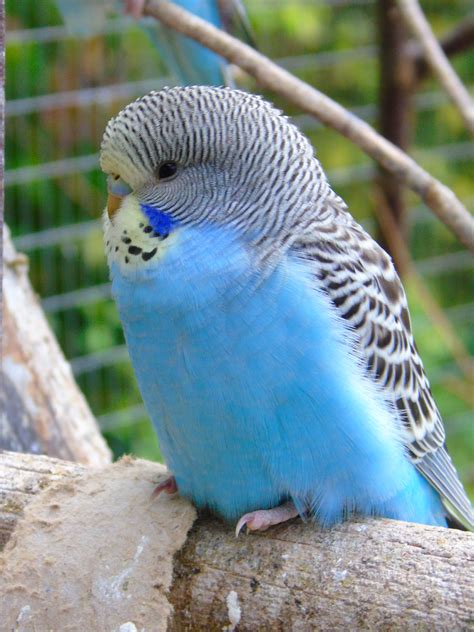 Baby Budgie Домашние животные юмор Фотографии животных Животные