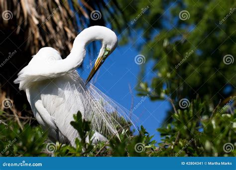 Great Egret Ardea Alba Stock Image Image Of Green America 42804341