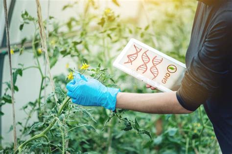 Ingeniero Gen Tico Del Cient Fico De La Mujer Que Prueba La Planta Para