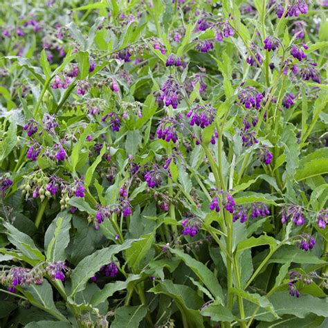 Comfrey Seed Buy Comfrey Herb Seed