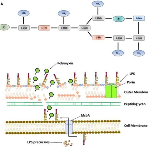 The Structure Of Polymyxins And The Possible Mode Of Action A