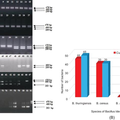 Colony Characteristics Of Bacillus Cereus Group Isolate On LB Agar