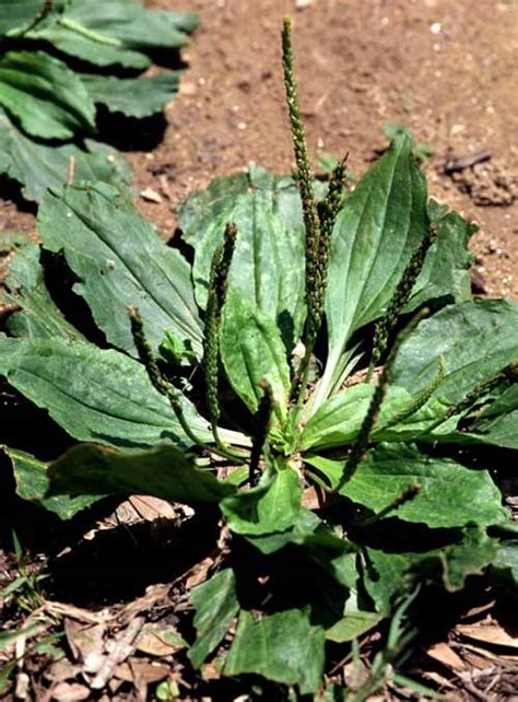 Broadleaf Plantain: North America's Second-Most Common Lawn Weed