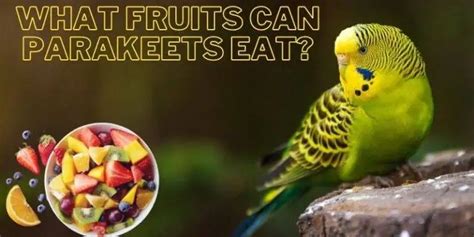 What Fruits Can Parakeets Eat List Of Best Fruits