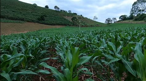 Milho Plantado Na Plantadeira AG 60 Resultado YouTube