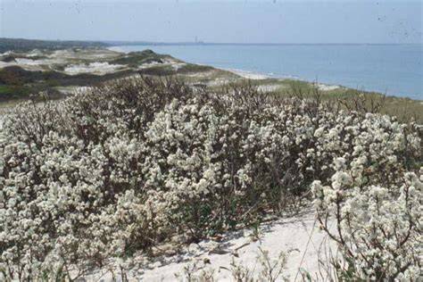 Photos - Beach Plum: Small farm sustainability through crop ...