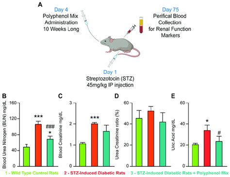 Diabetes Induction Model With Stz For Exploring The Renal Protective Download Scientific