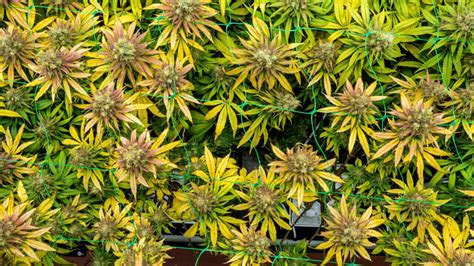 How To Stop Cannabis Leaves Turning Yellow Premium Cultivars