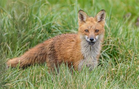 Maryland Biodiversity Project Red Fox Vulpes Vulpes