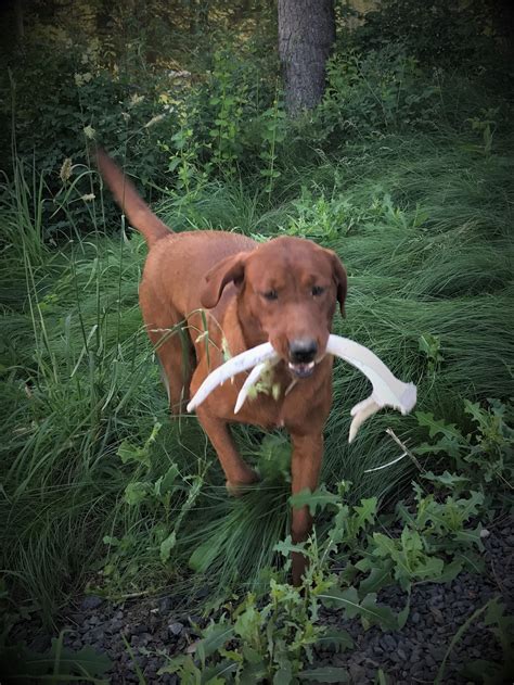 My Shed Hunters – North Idaho Shed Antler Dogs | Trained Horn Labrador