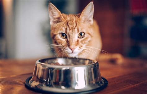 8 Best Dry Cat Food for Older Cats - I Love My Sweet Cats