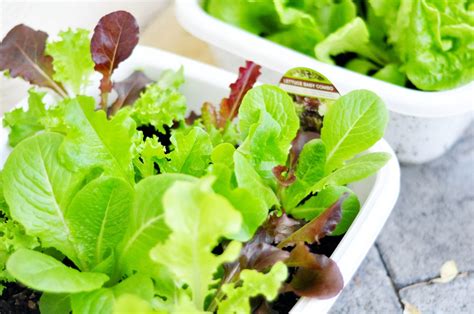 The Edible Plants That Are Easy To Grow Indoors MetaEfficient