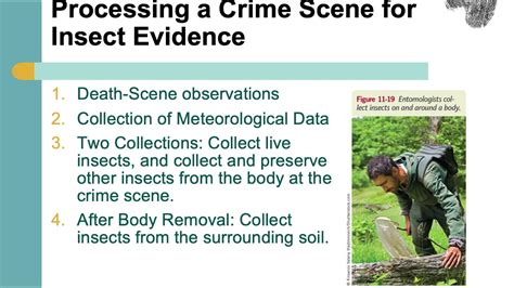 Forensic Entomology Part 3 Youtube