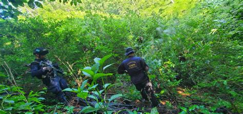 Aseguran plantación de hoja de coca y un narcolaboratorio en Colón HCH TV