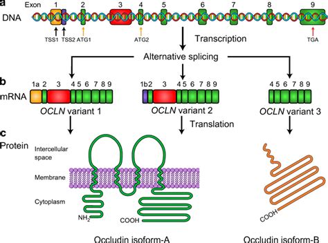 Schematic Representation Of Human Occludin MRNA And Protein Products