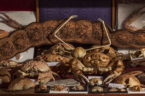 The Viktor Wynd Museum Of Curiosities Fine Art And Natural History