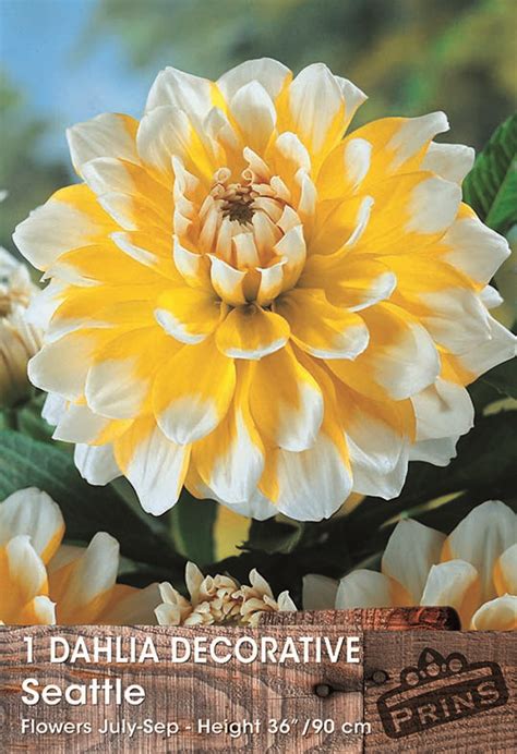 Dahlia Bulb Tuber Decorative Seattle Wpc Prins Quality Summer Bulbs