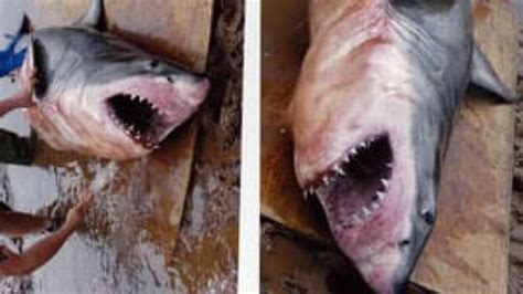 Great White Shark Caught In Bay Of Fundy Nova Scotia Cbc News