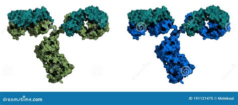 Structure Chimique De Mol Cules D Immunoglobuline G Igg A Mab D