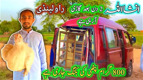 Desi Murgi Farming In Pakistan Ali Bhai Poultry Farm Youtube