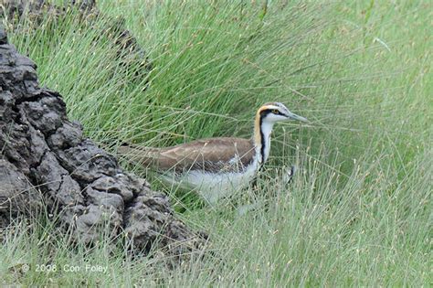 Pheasant Tailed Jacana Birds Of Singapore