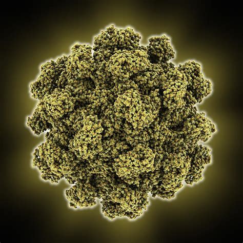 Hepatitis E Virus Capsid Molecular Photograph By Science Photo Library