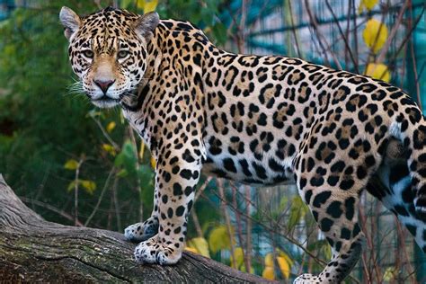 Meet The National Animal Of Guyana The Jaguar