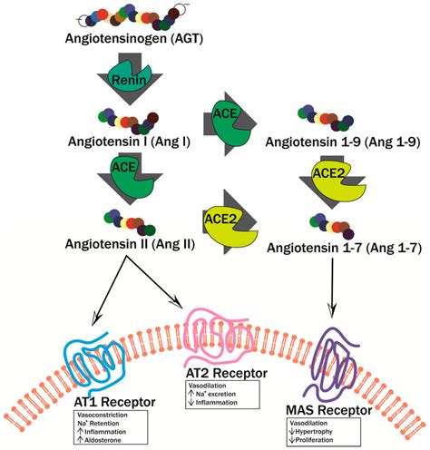 Reninangiotensin Pathway Angiotensin Is Cleaved By Renin To Form Ang Download Scientific