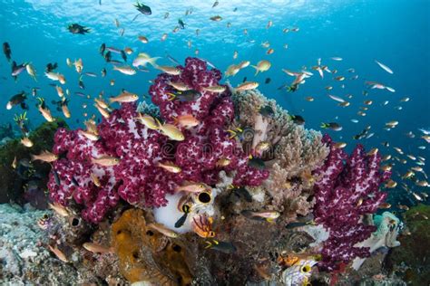 Colorful Corals and Fish in Coral Triangle Stock Photo - Image of ...