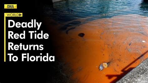 Deadly Red Tide Returns To Florida Know What Is It YouTube