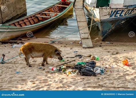 A Pig Eating Scrap That Where Thrown To Him Editorial Photography