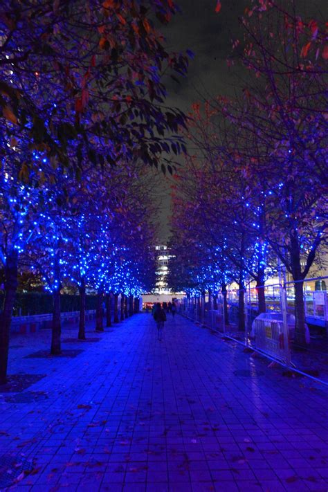 Fotos gratis árbol rama ligero noche luz de sol flor reflexión