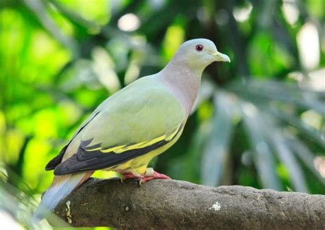 Gambar Burung Dara Merpati Dan Sejenisnya Alihamdan