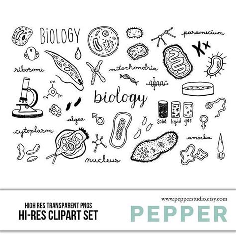 Biology Doodle Clipart Set Hi Res Printable Science School Icons Cell Chromosome Vector Art