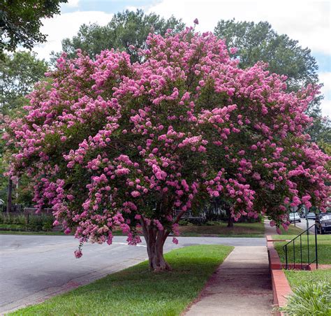 Propagating Crepe Myrtle Create A Garden Of Southern Charm Minneopa Orchards