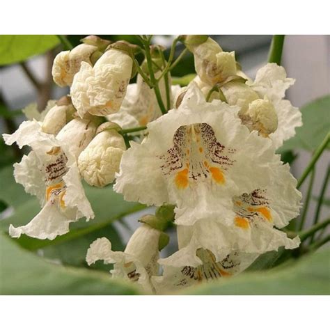 Katalpa Bignoniaceae Seeds - Price €1.75