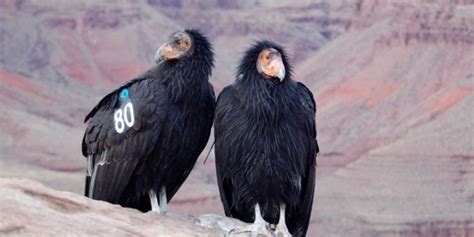 The Largest Birds Of Prey In The World Giant Raptors