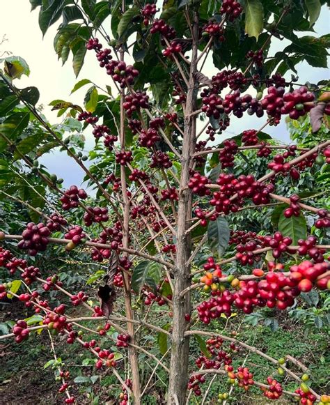 Guatemala Suchitepequez Zunilito Finca Santa Anita Catuai Shb Ep