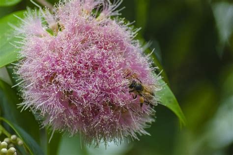 Australian Honey Bee on a Flower Stock Image - Image of insects, flower ...