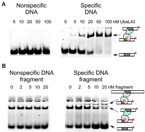 Ubalai Binding Analysed By Electrophoretic Mobility Shift Emsa Assay