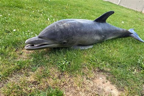 C Tac S Baleine Dauphin Phoque Chou S Sur La Plage Pourquoi Il Ne