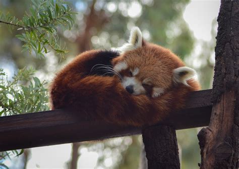 Photo of Red Panda Sleeping on Tree Branch · Free Stock Photo