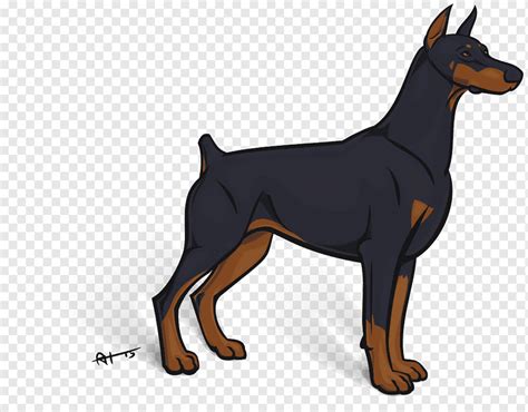 Dobermann alemán pinscher miniatura pinscher manchester terrier inglés