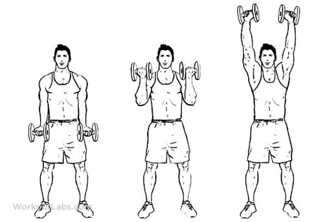 Dumbbell Biceps Curl To Shoulder Press Workoutlabs