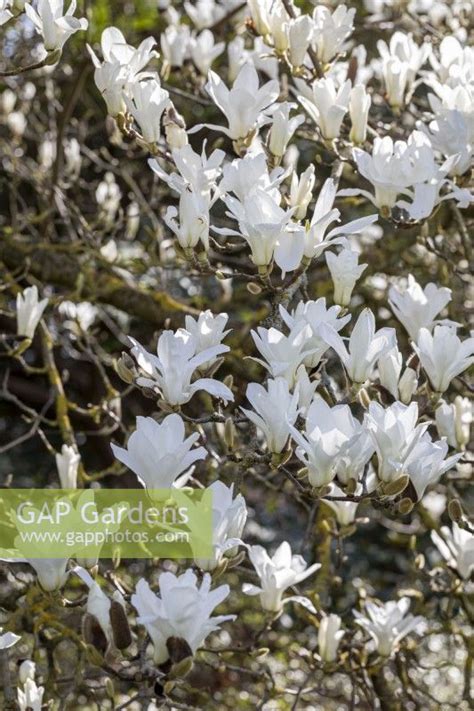 Gap Gardens Specialist Garden And Plant Stock Photography