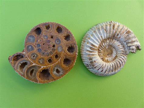 Ammonite Jean Latour Flickr