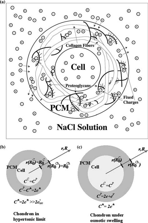 Mechano Chemical Model Of An Isolated Chondron At Equilbrium In NaCl