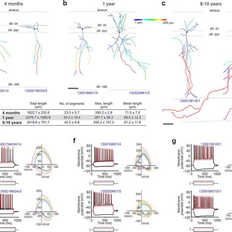 Dendritic Morphology And Biophysical Properties Of Ca Pyramidal Cells