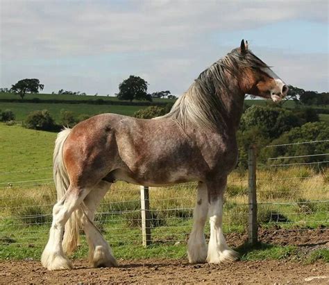 Beautiful clydesdale stallion - High Flyer | Clydesdale horses, Big ...