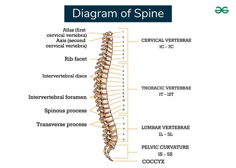 Spine Diagram with Labels - GeeksforGeeks